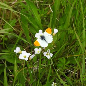 Preview wallpaper butterfly, insect, flowers, grass, macro