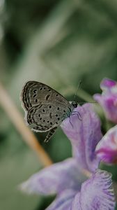 Preview wallpaper butterfly, insect, flowers, petals, macro