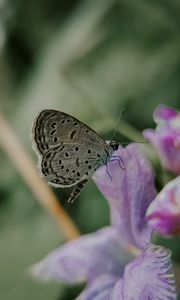 Preview wallpaper butterfly, insect, flowers, petals, macro