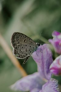 Preview wallpaper butterfly, insect, flowers, petals, macro