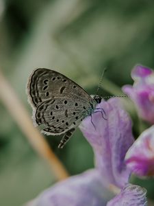 Preview wallpaper butterfly, insect, flowers, petals, macro