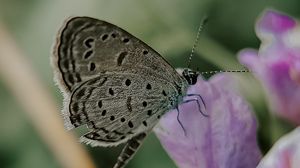 Preview wallpaper butterfly, insect, flowers, petals, macro