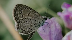 Preview wallpaper butterfly, insect, flowers, petals, macro