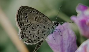 Preview wallpaper butterfly, insect, flowers, petals, macro