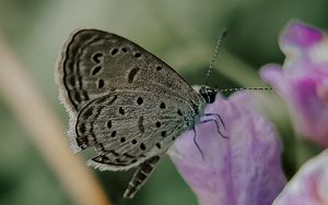 Preview wallpaper butterfly, insect, flowers, petals, macro