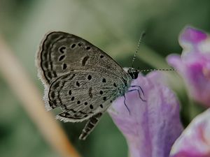 Preview wallpaper butterfly, insect, flowers, petals, macro