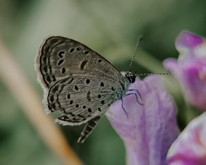 Preview wallpaper butterfly, insect, flowers, petals, macro