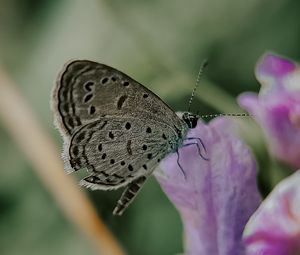 Preview wallpaper butterfly, insect, flowers, petals, macro