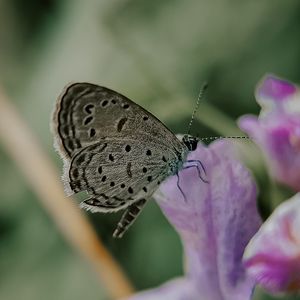 Preview wallpaper butterfly, insect, flowers, petals, macro