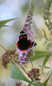 Preview wallpaper butterfly, insect, flowers, plant, leaves, macro