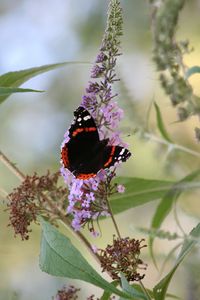 Preview wallpaper butterfly, insect, flowers, plant, leaves, macro