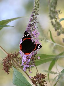 Preview wallpaper butterfly, insect, flowers, plant, leaves, macro