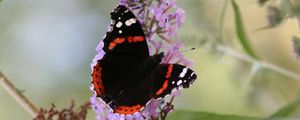 Preview wallpaper butterfly, insect, flowers, plant, leaves, macro