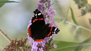 Preview wallpaper butterfly, insect, flowers, plant, leaves, macro