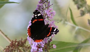 Preview wallpaper butterfly, insect, flowers, plant, leaves, macro