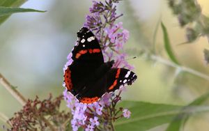 Preview wallpaper butterfly, insect, flowers, plant, leaves, macro