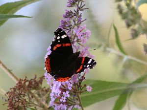 Preview wallpaper butterfly, insect, flowers, plant, leaves, macro