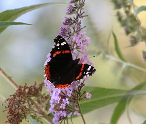 Preview wallpaper butterfly, insect, flowers, plant, leaves, macro