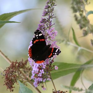 Preview wallpaper butterfly, insect, flowers, plant, leaves, macro