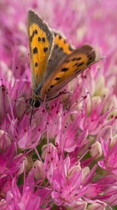 Preview wallpaper butterfly, insect, flowers, macro, pink
