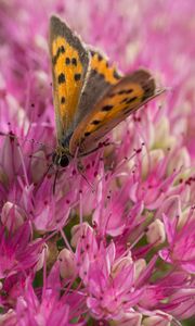 Preview wallpaper butterfly, insect, flowers, macro, pink