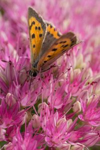 Preview wallpaper butterfly, insect, flowers, macro, pink