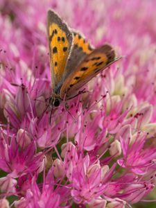Preview wallpaper butterfly, insect, flowers, macro, pink