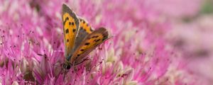 Preview wallpaper butterfly, insect, flowers, macro, pink