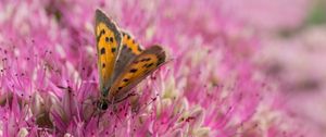 Preview wallpaper butterfly, insect, flowers, macro, pink