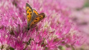 Preview wallpaper butterfly, insect, flowers, macro, pink