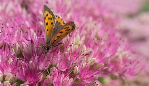 Preview wallpaper butterfly, insect, flowers, macro, pink