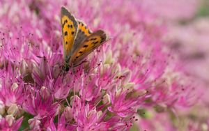 Preview wallpaper butterfly, insect, flowers, macro, pink