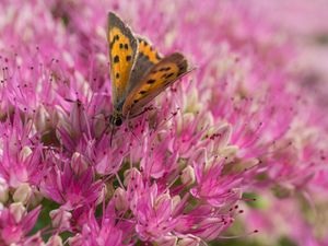 Preview wallpaper butterfly, insect, flowers, macro, pink