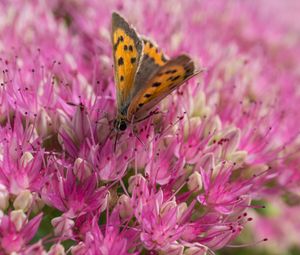 Preview wallpaper butterfly, insect, flowers, macro, pink
