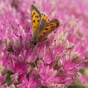 Preview wallpaper butterfly, insect, flowers, macro, pink