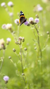 Preview wallpaper butterfly, insect, flowers, plants, macro