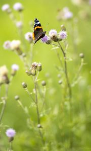 Preview wallpaper butterfly, insect, flowers, plants, macro