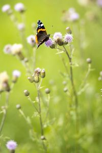 Preview wallpaper butterfly, insect, flowers, plants, macro