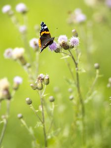 Preview wallpaper butterfly, insect, flowers, plants, macro