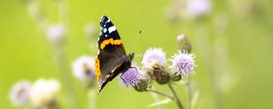 Preview wallpaper butterfly, insect, flowers, plants, macro