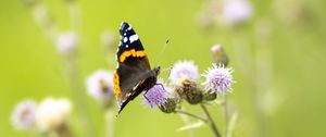 Preview wallpaper butterfly, insect, flowers, plants, macro