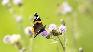 Preview wallpaper butterfly, insect, flowers, plants, macro