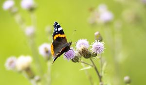 Preview wallpaper butterfly, insect, flowers, plants, macro