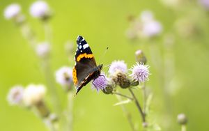 Preview wallpaper butterfly, insect, flowers, plants, macro