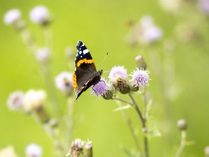 Preview wallpaper butterfly, insect, flowers, plants, macro