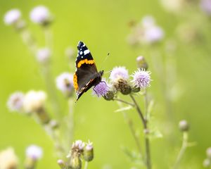 Preview wallpaper butterfly, insect, flowers, plants, macro