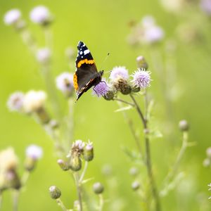 Preview wallpaper butterfly, insect, flowers, plants, macro