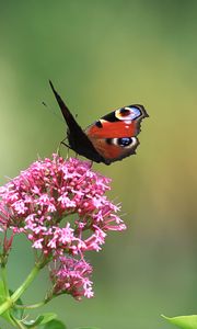 Preview wallpaper butterfly, insect, flowers, plant, macro, focus