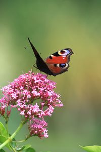 Preview wallpaper butterfly, insect, flowers, plant, macro, focus