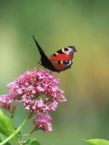 Preview wallpaper butterfly, insect, flowers, plant, macro, focus